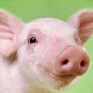 Meet your Posher, Alan